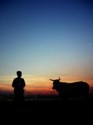 cowboy - cowboy