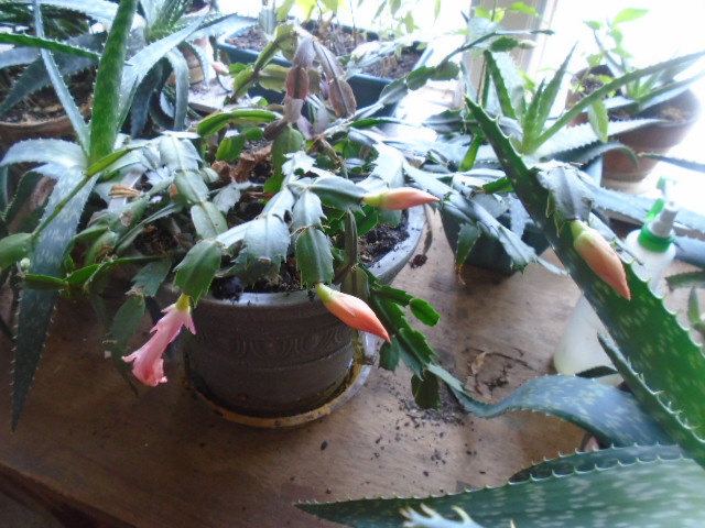 My Leap Year Cactus My Leap Year Cactus