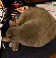 Joe Cat Asleep While I Write Joe Cat Asleep While I Write
