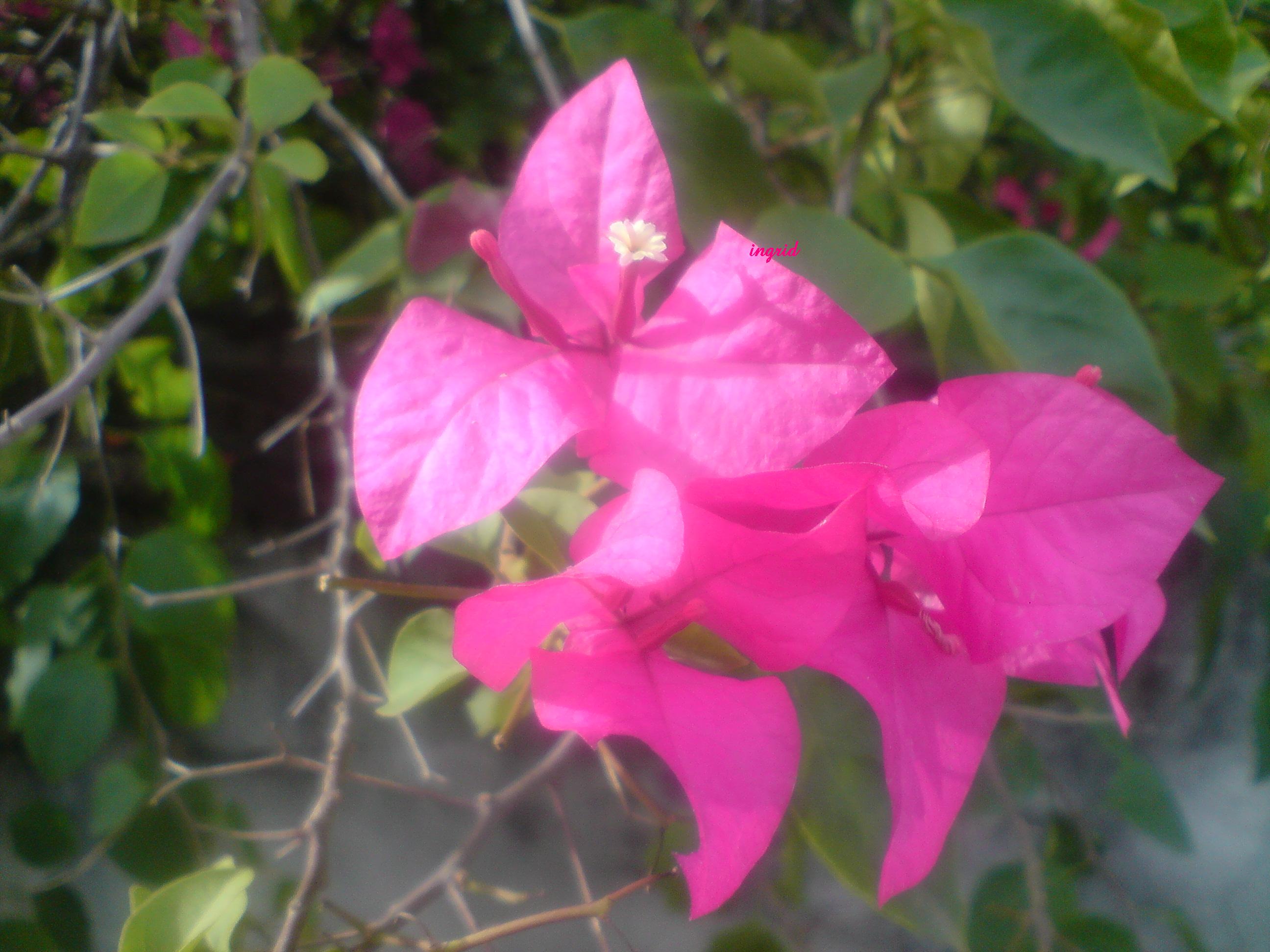 pink bougainvilliae