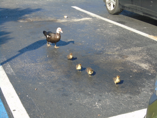 Came across this family in a parking lot