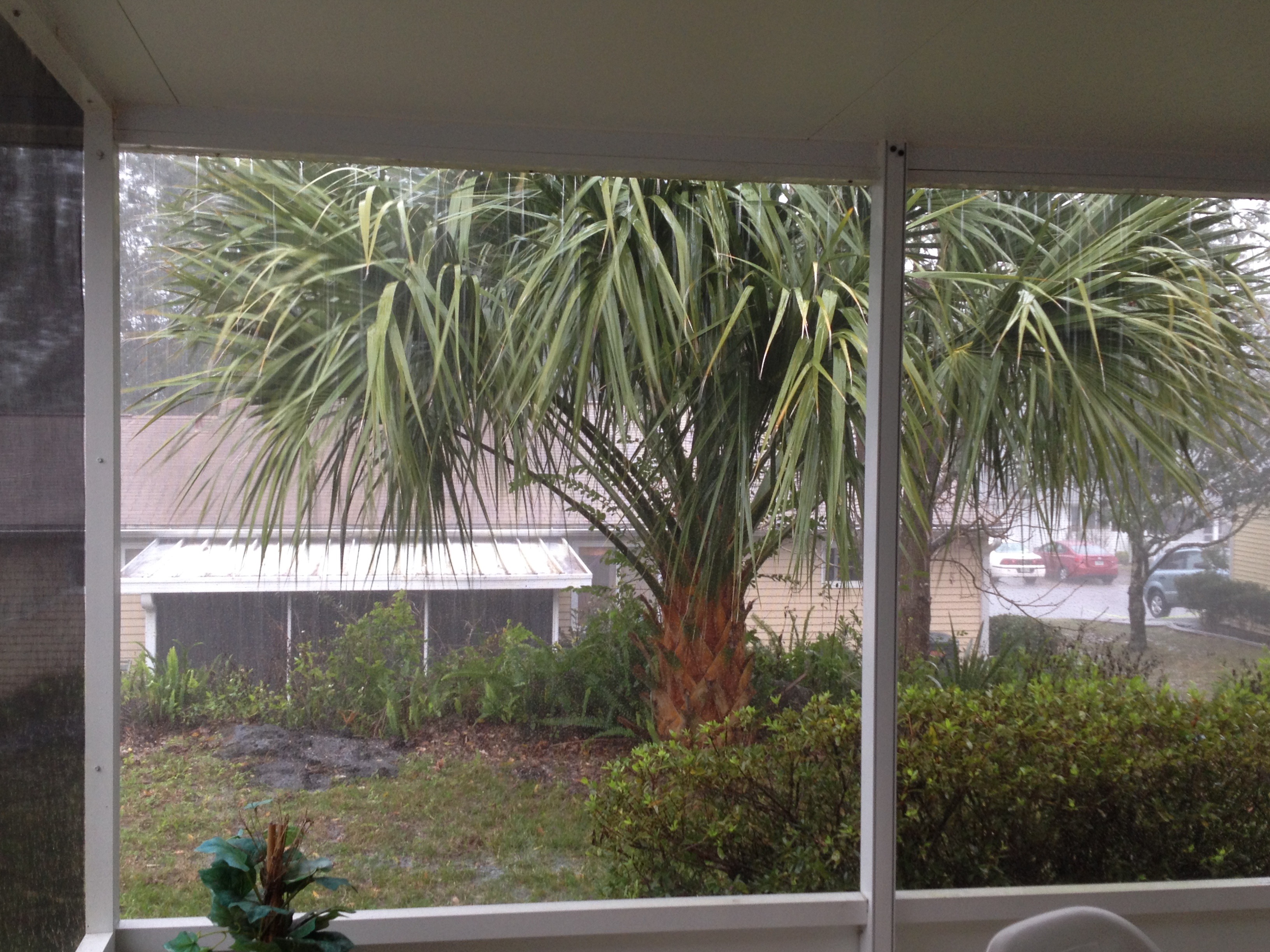 Rainy view of our back yard
