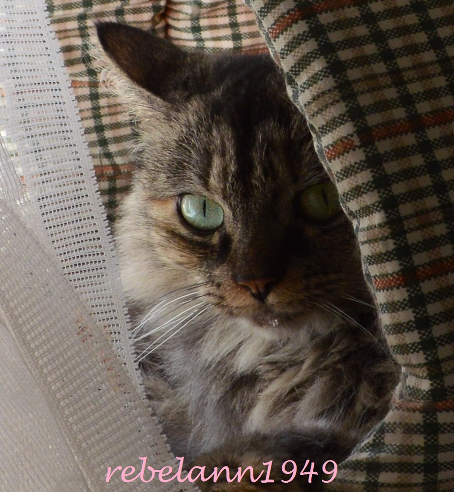 Boobear spies a handsome cat.