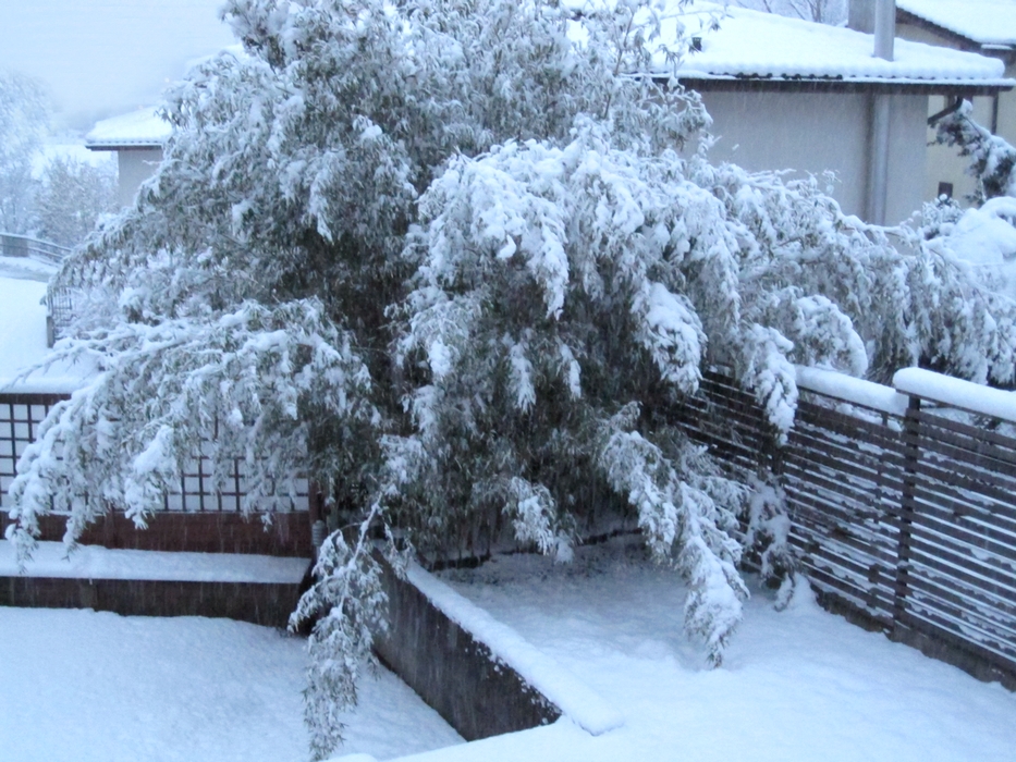 LadyDuck garden under the snow - February 2015