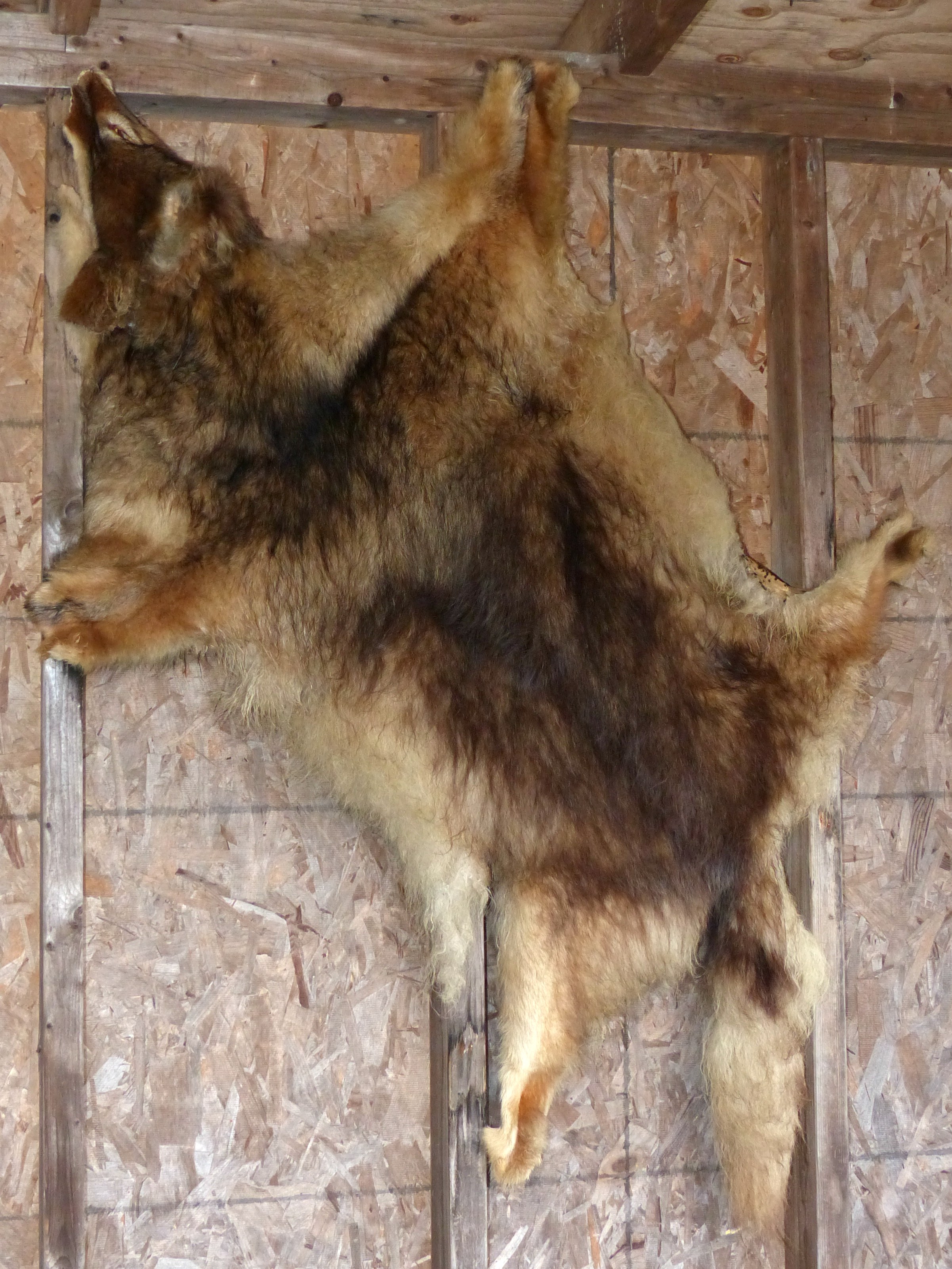 coyote fur on the wall
