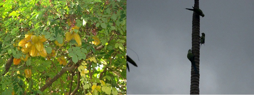 parrots parrots
