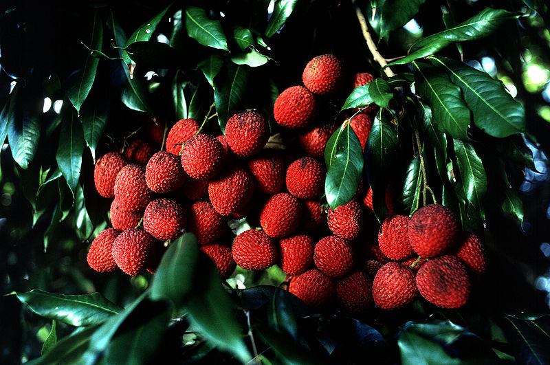 lychees credit https://commons.wikimedia.org/wiki/File:Lychee.jpg