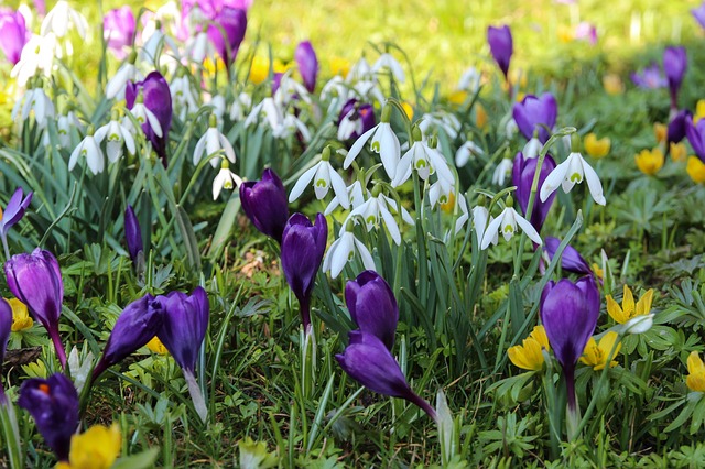 Snowdrops and crocuses - Piaxabay image