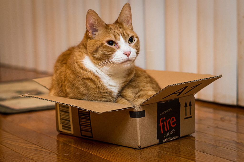 Amazon Cat