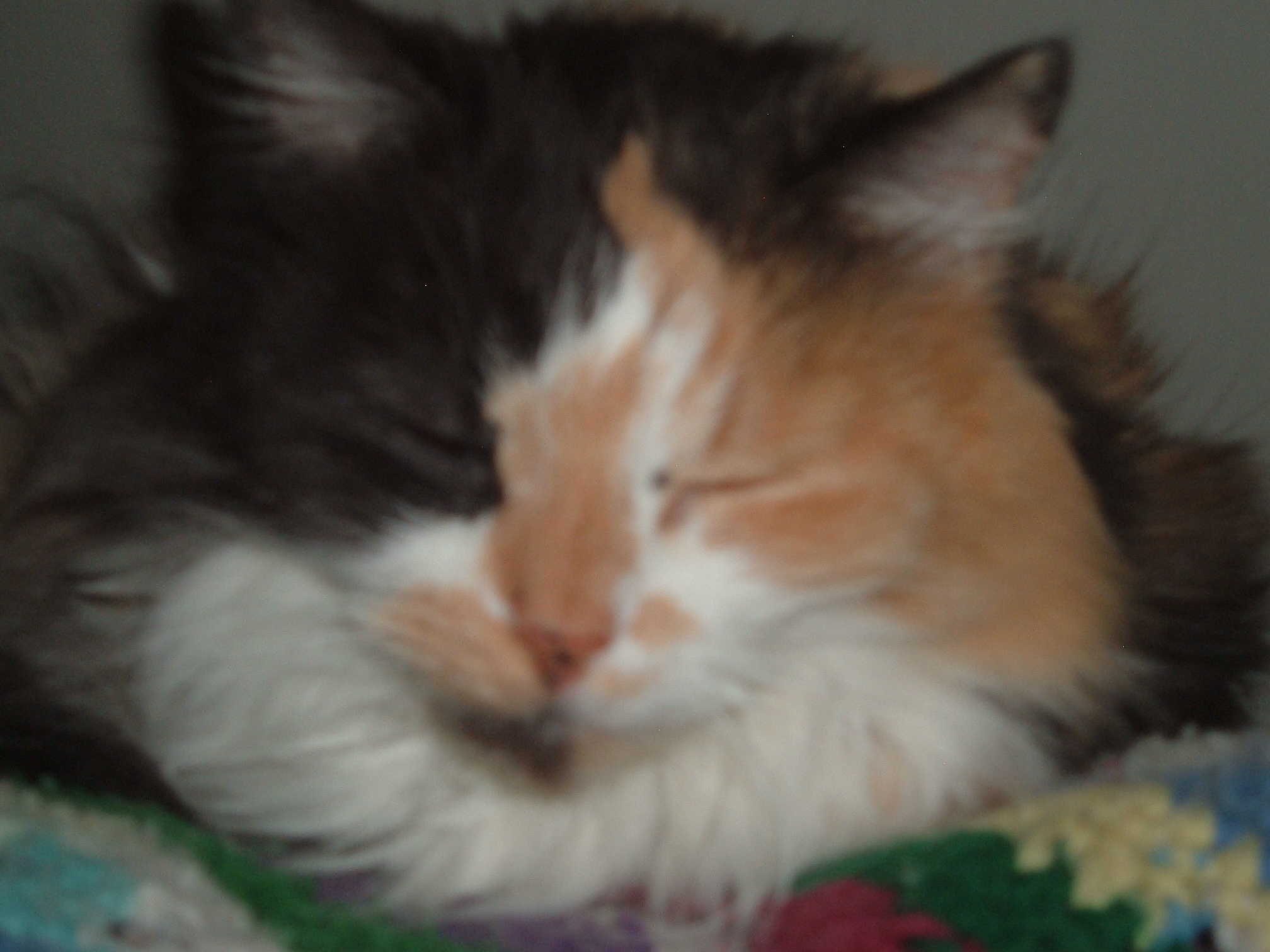 cat,