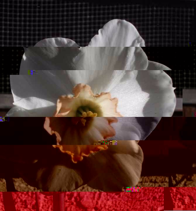 Photo I took of a Daffodil with "Glitched" effect on LunaPic.com