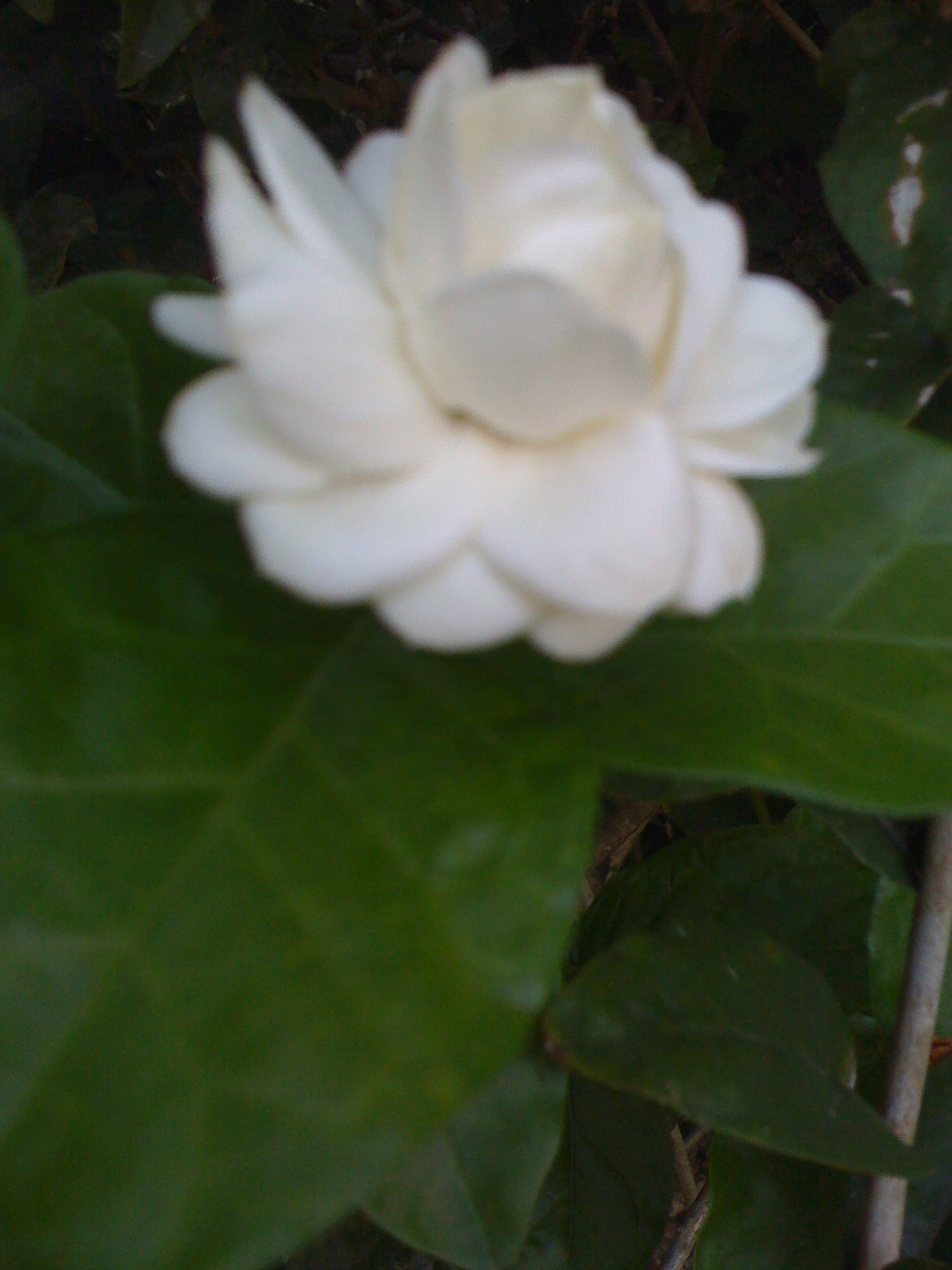 sampaguita from our garden