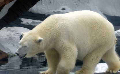 Polar Bear Polar Bear