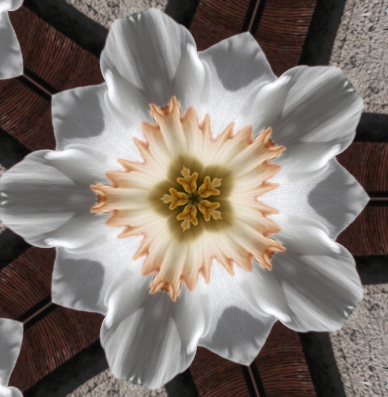 A photo of one of my daffodils with Kaleidoscope effect on LunaPic.com x5