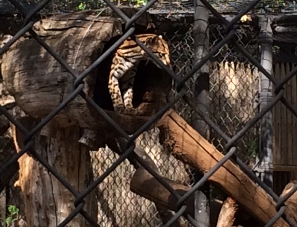 Ocelot--my own work Ocelot--my own work
