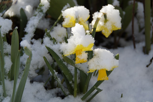 Daffodils - Free image by Pixabay