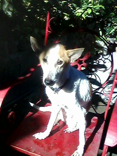 dog,jolen dog,jolen