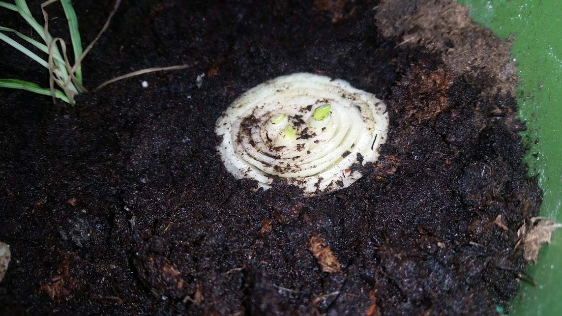 onion starting new sprouts