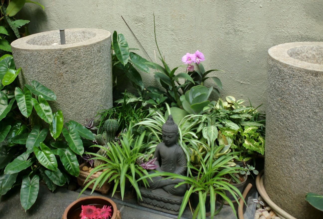 Plants in my balcony