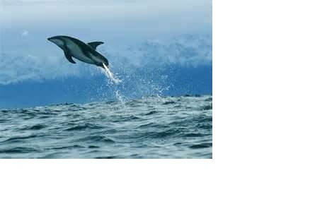 dolphin dolphin