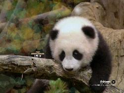 Panda baby - Panda baby