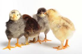 Naturtally Cute Chicks Naturtally Cute Chicks