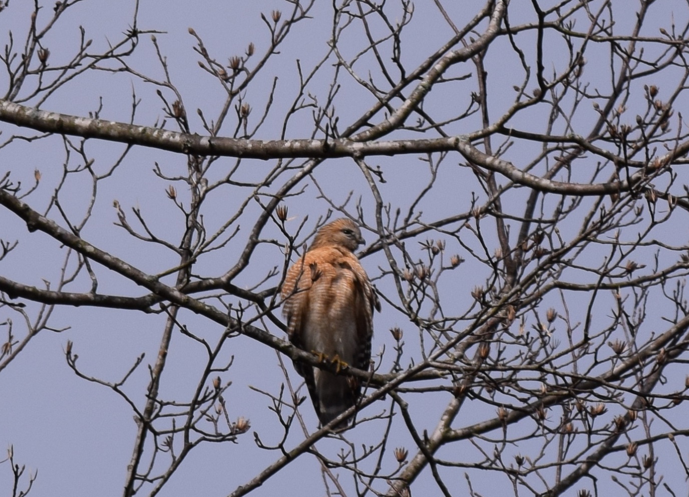 Young Hawk On The Lookout Young Hawk On The Lookout