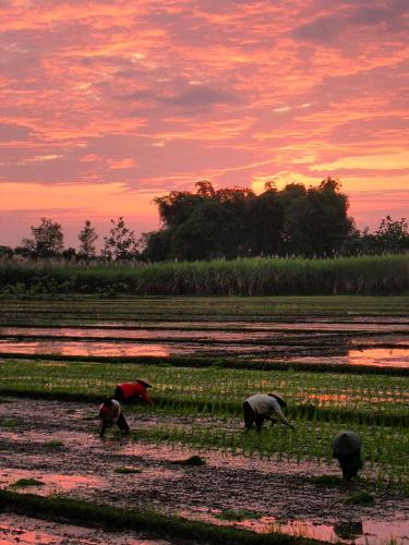 Planting rice ... - Planting rice ...