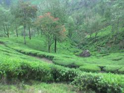 tourist spots - Munnar is one the cherished hill station in south india which is situated at an altitude of more than 5000ft from the sea level.It is famous for tea gardens which was planted by the British in the 1700s.The following is a photo which shows the beautiful landscape of munnar.