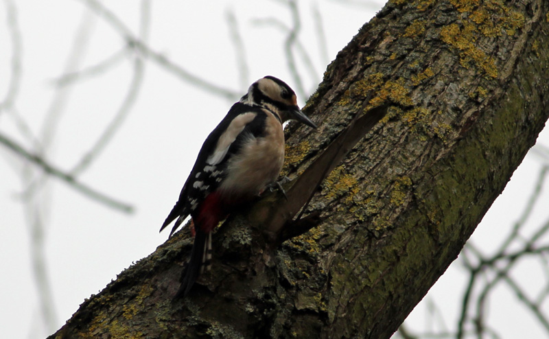 Woodpecker Woodpecker