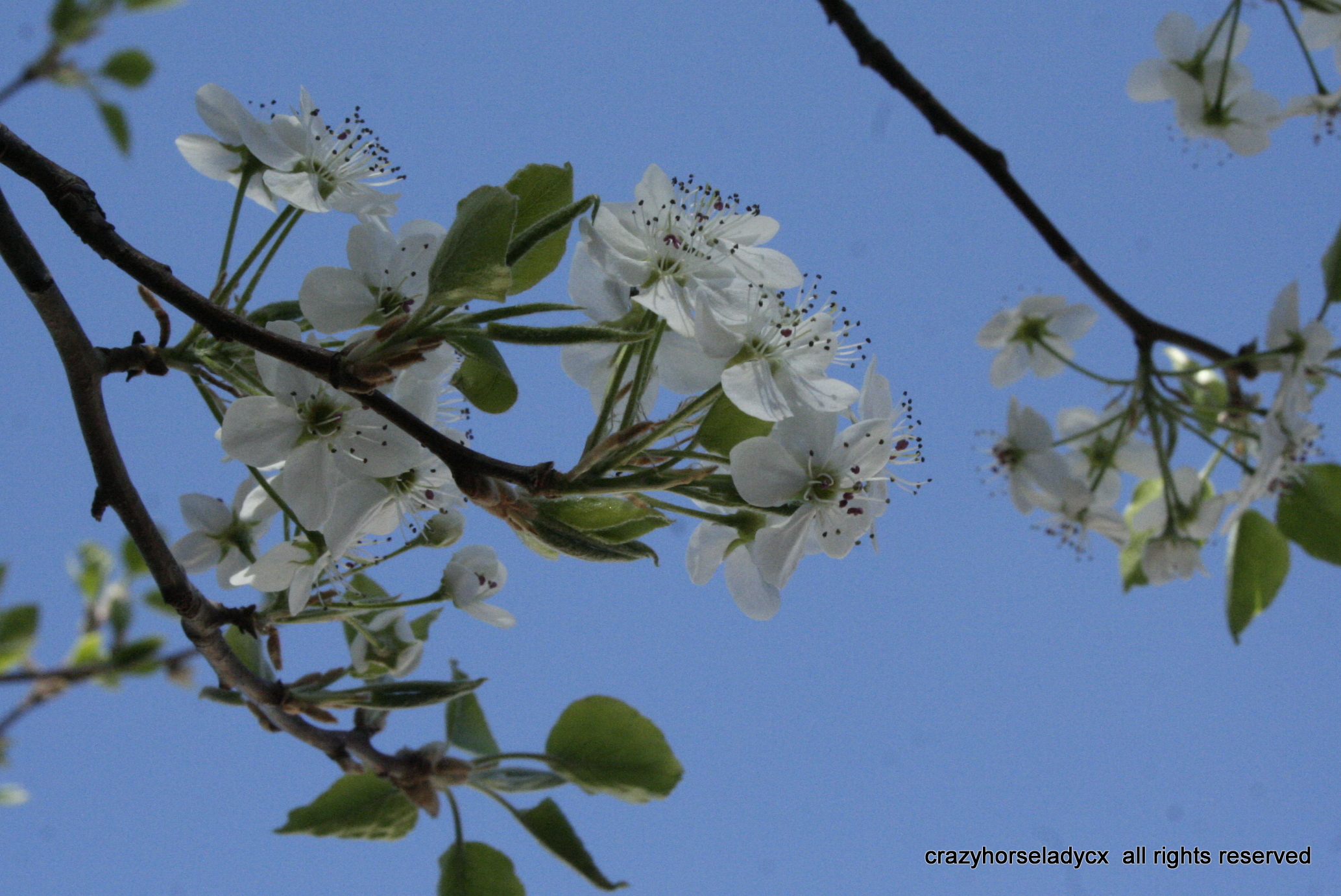 bradford pear ~ crazyhorseladycx all rights reserved