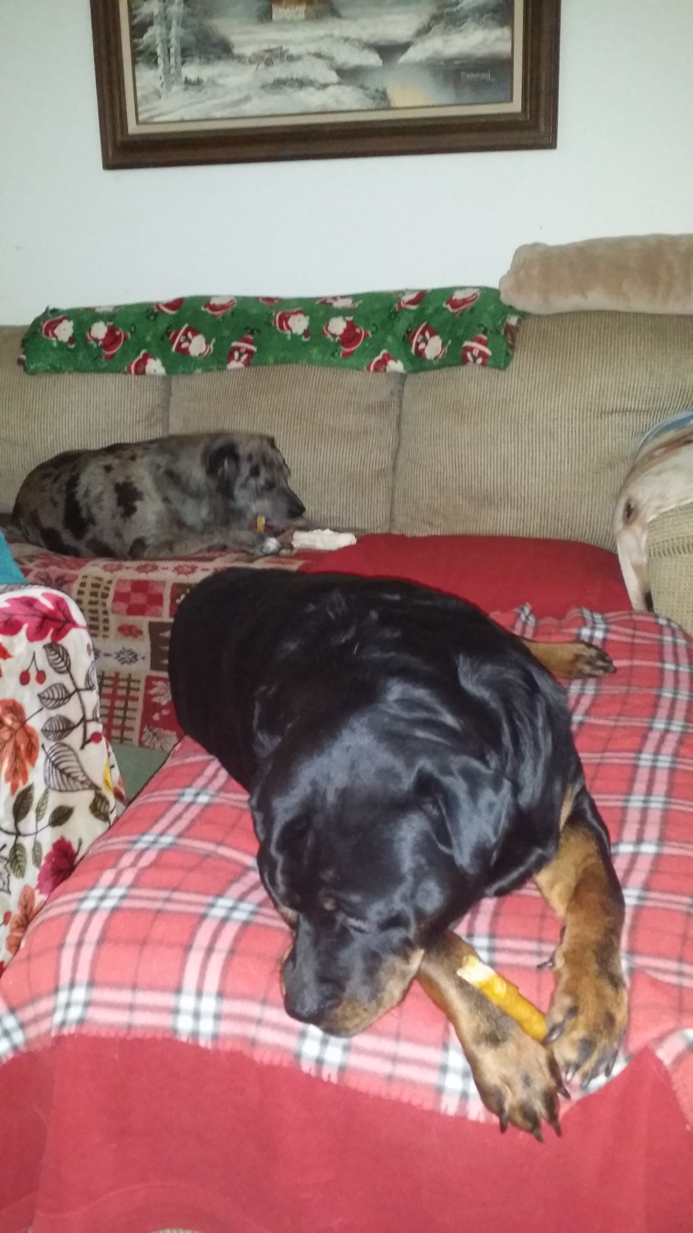 Our Pups and their favorite chews ... Oinkies Our Pups and their favorite chews ... Oinkies