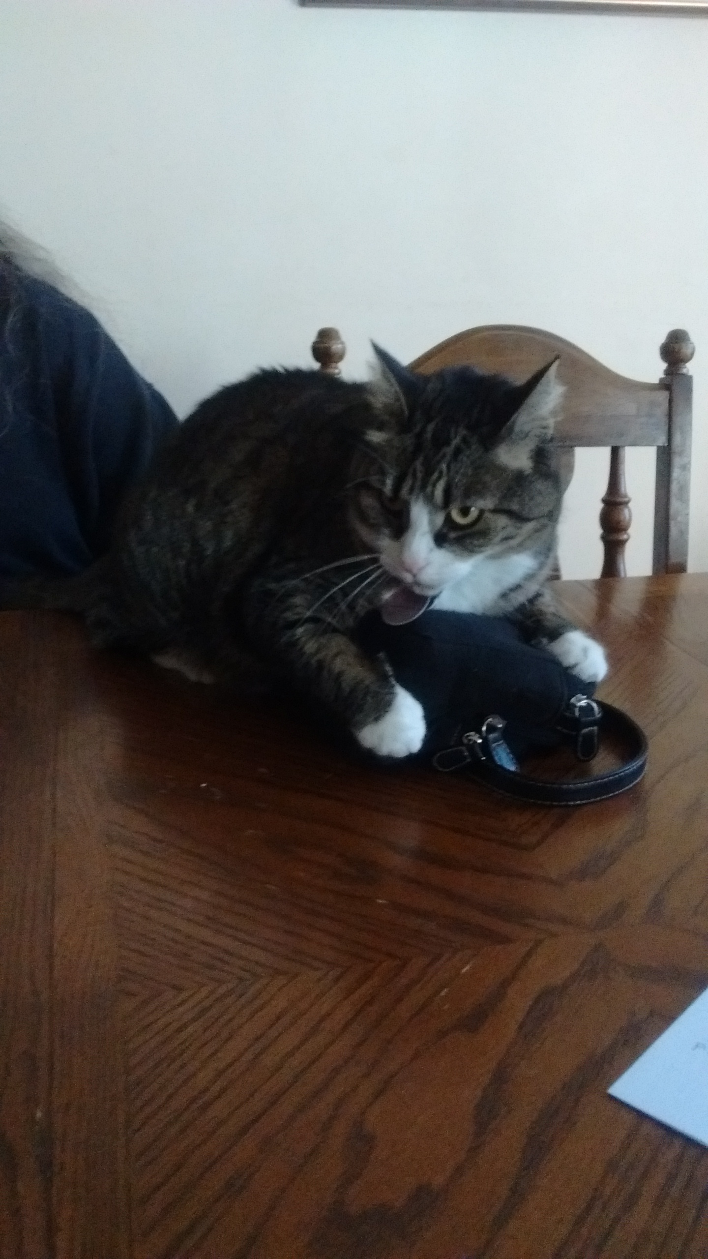 Silly cat! Silly cat!