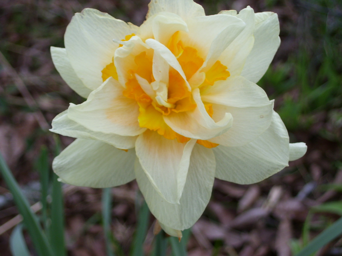 Daffodil 3-2016