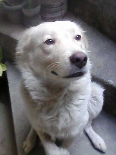 dog,pluffy dog,pluffy