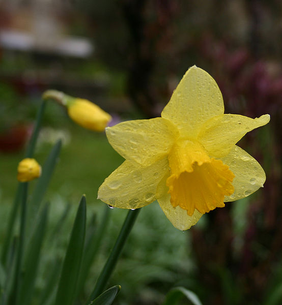 credit  https://commons.wikimedia.org/wiki/File:Daffodil.jpg