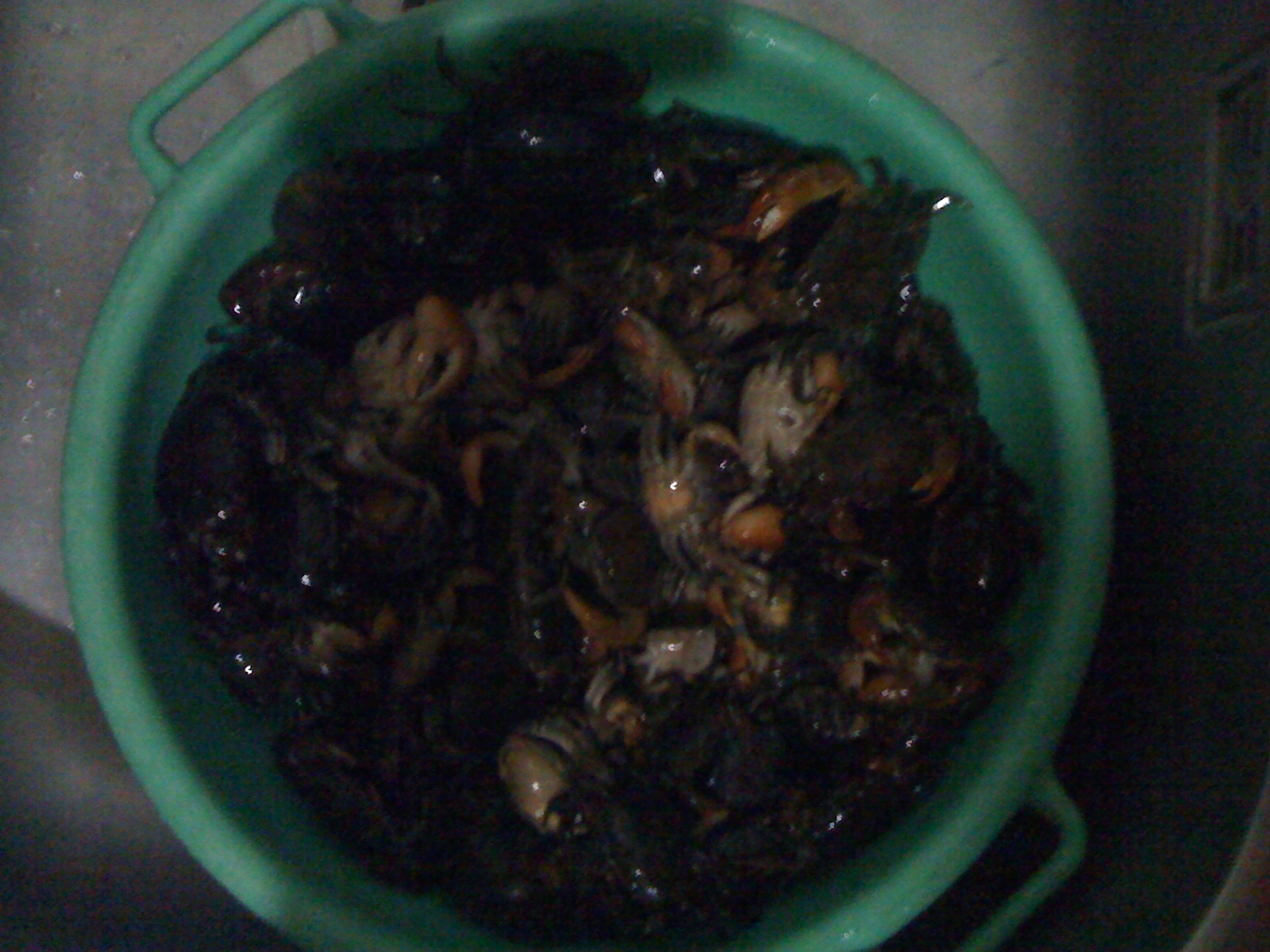 live 'talangka' or fresh watr small crabs. live 'talangka' or fresh watr small crabs.