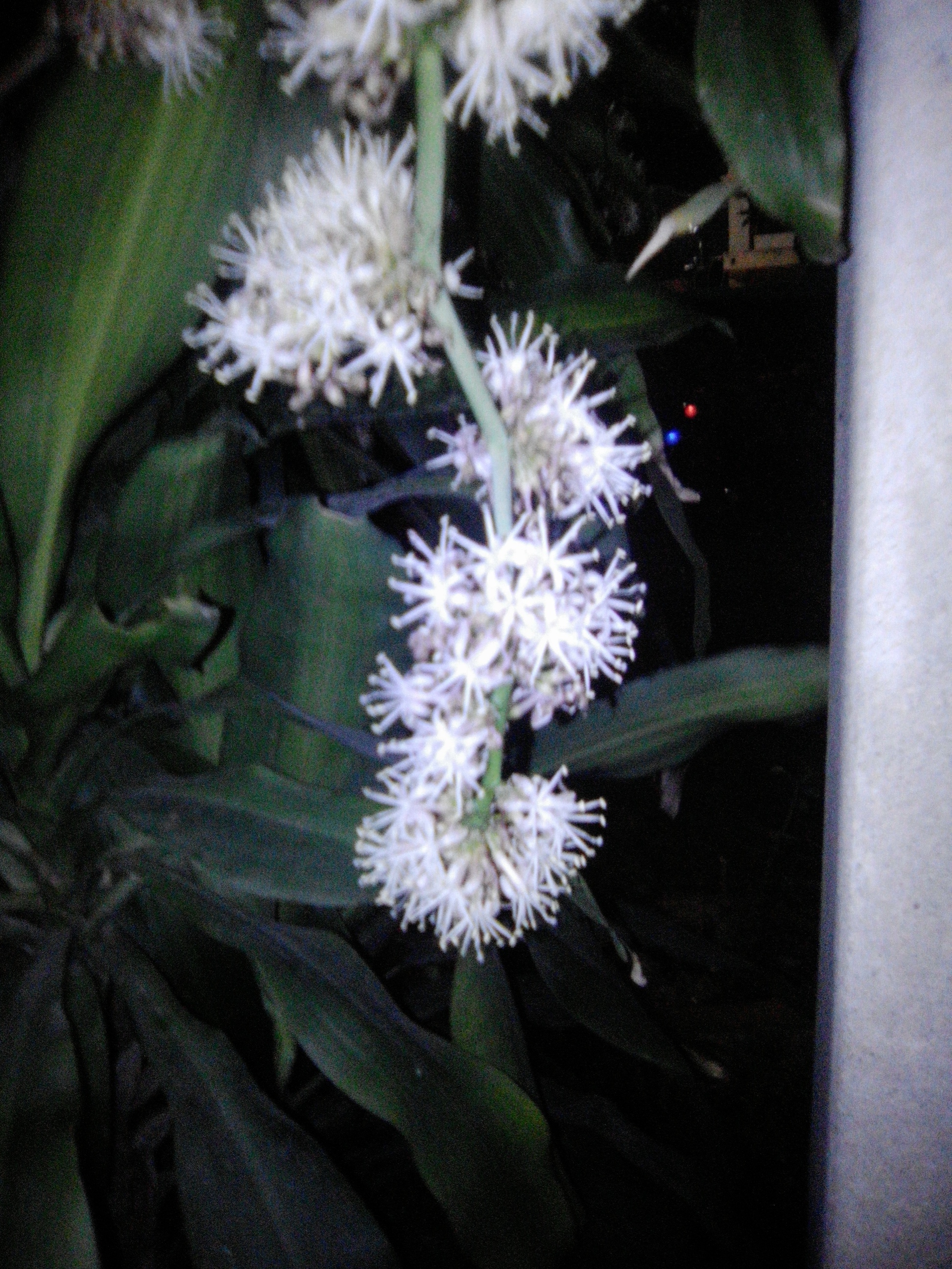 fragrnt nocturnal flowers fragrnt nocturnal flowers