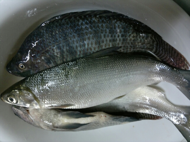 Photo is mine. Bangus and tilapia