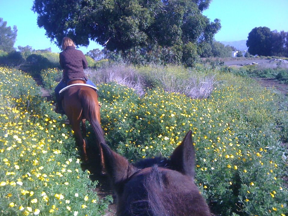 Laguna Woods Trailride; Photo taken by author; all rights reserved.