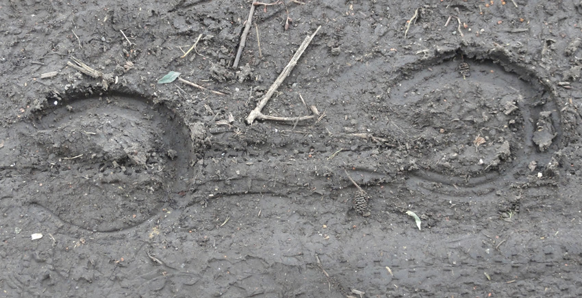 Horse shoes Horse shoes