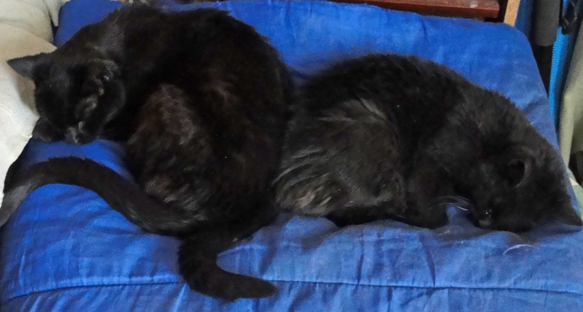 moggies snooze moggies snooze