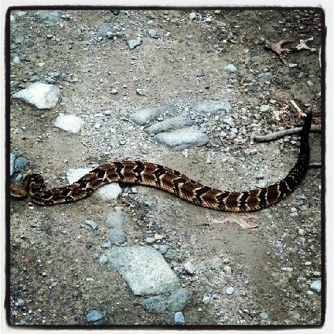 Rattlesnake seen 7-24-2012 by Author Rattlesnake seen 7-24-2012 by Author