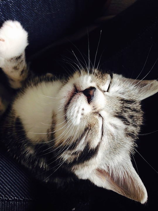 Sleepy image from Pixabay Sleepy image from Pixabay