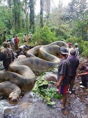 The biggest snake found in Philippines