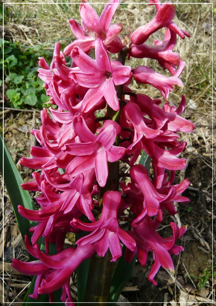 Red Hyacinth