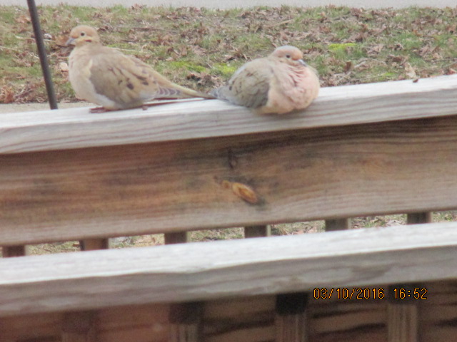pigeons on my railing recently, cold or with egg?