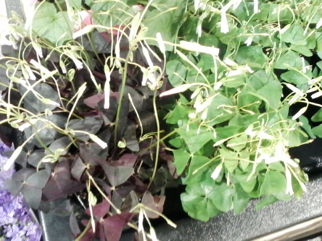 Green and deep purple shamrock house plants
