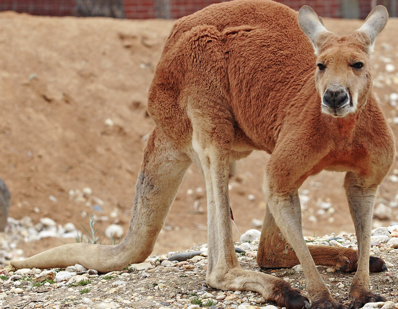 free image of red kangaroo