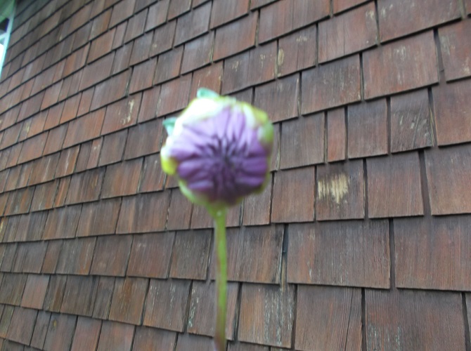 Dahlia getting ready to bloom in our front yard. Dahlia getting ready to bloom in our front yard.